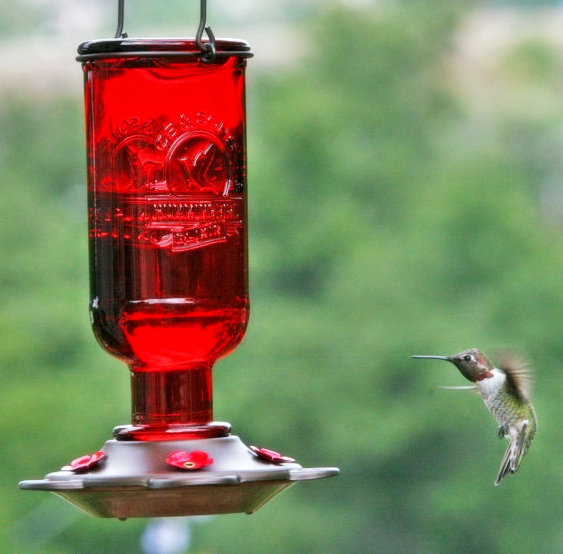 Elixir Hummingbird Feeder